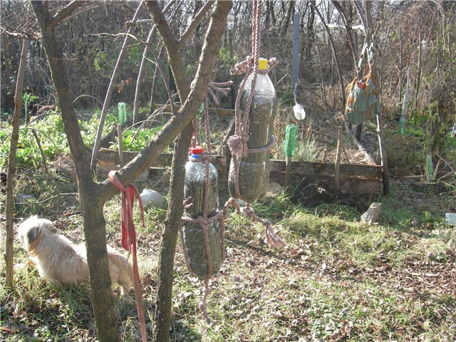 arčilend